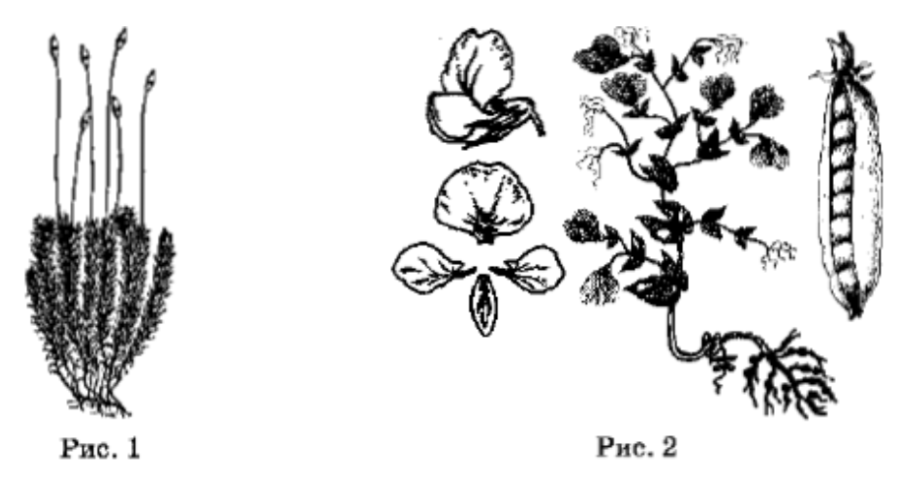 Определите отделы, к которым относят растения, изображённые на рисунках ...